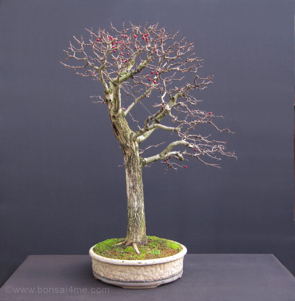 hawthorn bonsai